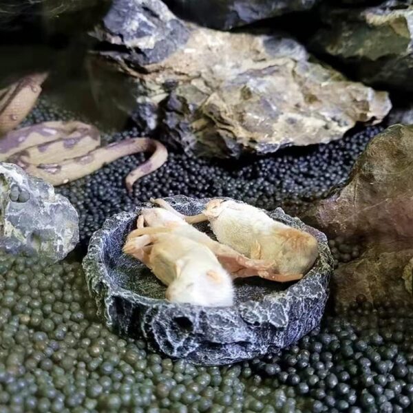 NA 2 Pcs Reptile Food Bowl, Reptile Feeder Pet Aquarium Ornament Terrarium Feeder, Resin Dish Lizard Feeder Food Bowl Rock Food Water Dish for Tortoise Lizard Chameleon Gecko - Image 3