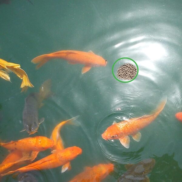 Jeffdad 5pcs Aquarium Floating Plant Rings, Foam Floaters Plant Corral Fish Feeding Ring Aquarium Feeding Ring, for Intercepts Floating Plants(Green) - Image 7