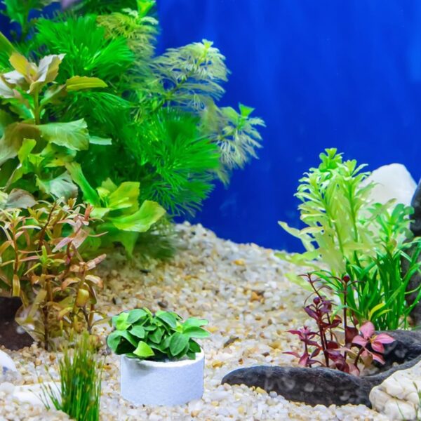 HAICN Ceramic Rings for Live Aquarium Plants Water Plants Fixed Ring Fish Tank Holder Plant Gravity Ring Aquarium Fish Tank Anti-Floating Accessories (10) - Image 4