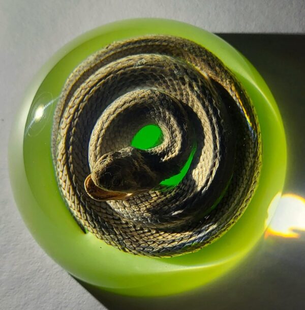 Chinese Water Snake Encased in Glow in The Dark Lucite Resin Dome 3.4" Paperweight Crafts Display Specimen Preserved Reptile Serpentes Taxidermy Collection for Biology Science Education Supplies - Image 6