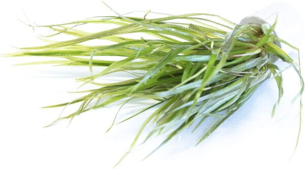 Lincolnshire Pond Plants Ltd Blyxa Japonica - Live Aquarium Plants … - Image 3