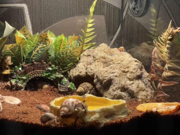 Reptile Hides Rock Reptile Cave Hideout Terrarium Habitat Decor Ornament for Small Lizards Bearded Dragon Snake Turtle Frogs Amphibians Large - Image 7