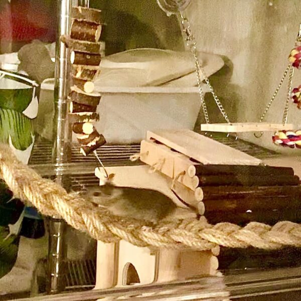 2 Pack 25.6" Hermit Crab Climbing Toys, Hanging Hermit Crab Rope Ladder, Hermit Crab Supplies, Reptile Vines Toys, Reptile Tank Terrarium Accessories, Habitat Decor for Leopard - Image 8