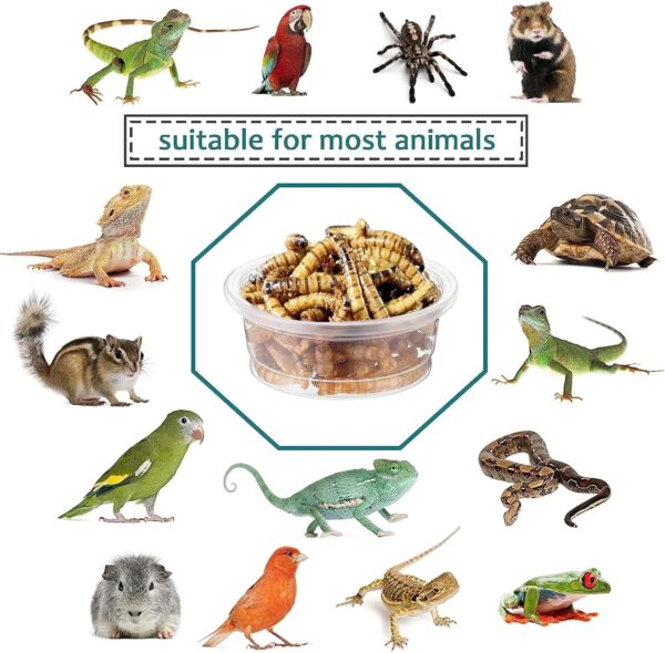 ANCKNE 200 pcs 0.5oz Crested Gecko Food and Water Feeding Cups | Reptile Feeder Bowls | for Lizard and Other Small Pet Ledge Accessories Supplies - Image 6