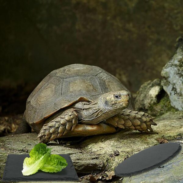 4 Pcs Reptile Basking Platform Tortoise Rock Plate Slate Reptile Basking Platform Feeding Dish Natural Rock Bathing Resting Platform for Turtle Lizard Bearded Dragon Gecko Snake Habitat Decor - Image 6