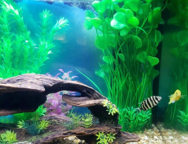Large Aquarium Plants Artificial Plastic Fish Tank Plants Decoration Ornament Plastic Vivid Simulation Plant Creature Aquarium Landscape 40cm x 18cm - Purple - Image 5