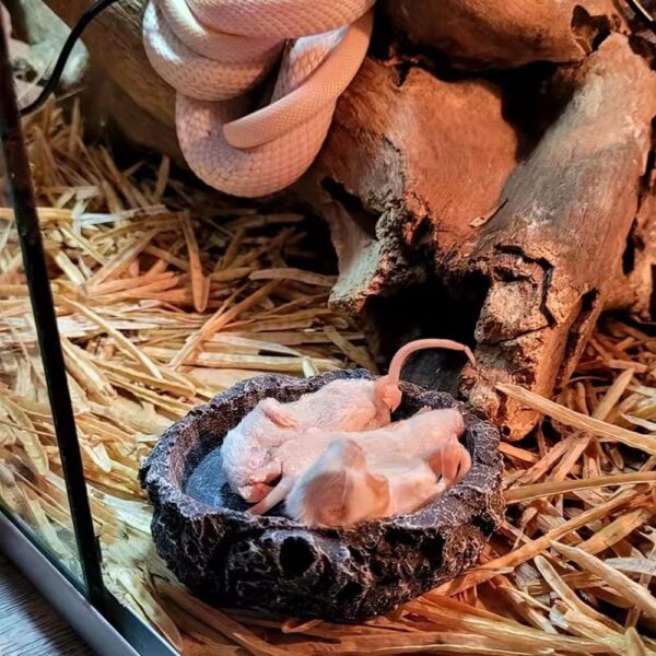 NA 2 Pcs Reptile Food Bowl, Reptile Feeder Pet Aquarium Ornament Terrarium Feeder, Resin Dish Lizard Feeder Food Bowl Rock Food Water Dish for Tortoise Lizard Chameleon Gecko - Image 4