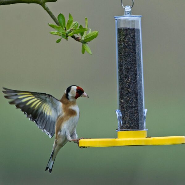 Jacobi Jayne® Pre-filled Niger Bird Feeders for Garden Birds Goldfinch Finder Pack of Two - Hanging Bird Feeders For Small Birds. Niger Bird Feeder Hanging Wire Included, Yellow - Image 6