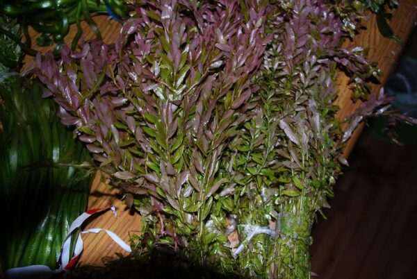 Biotope Aquatics Ltd - Live Aquarium Plants - Collection of Aquatic Plants for Your Fish Tank (25 Plant Pack) - Image 4