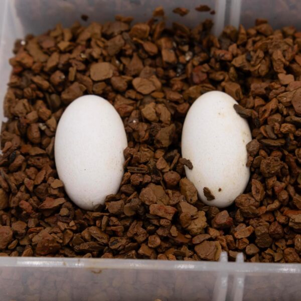 Pangea Hatch Premium Reptile Egg Incubation Substrate (2 lb) - Image 4