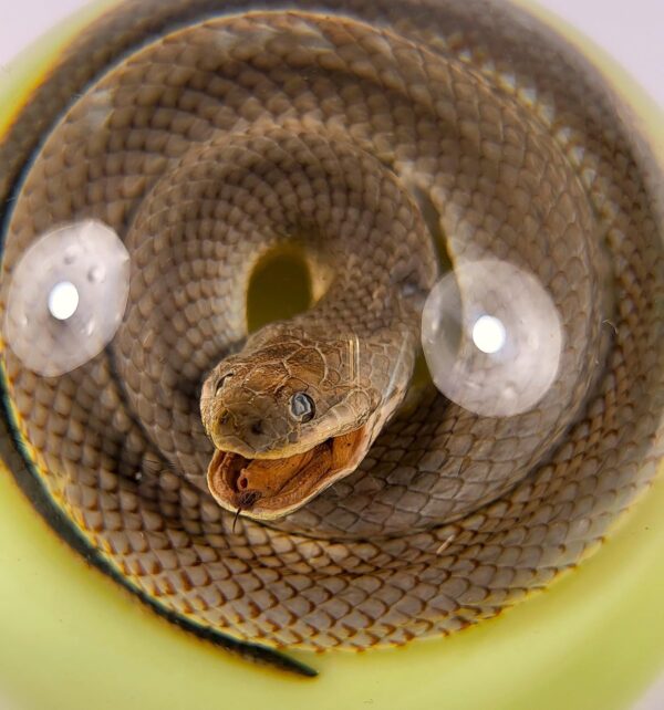Chinese Water Snake Encased in Glow in The Dark Lucite Resin Dome 3.4" Paperweight Crafts Display Specimen Preserved Reptile Serpentes Taxidermy Collection for Biology Science Education Supplies - Image 3