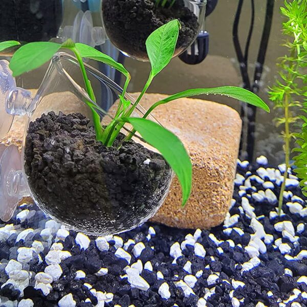 WEAVERBIRD Glass Plant Pot Aquarium with 2 Suction Cups,1Pcs Aquarium Planter Holder Cup Pot,Small Terrarium,Aquarium Mini Glass Vase for Hydroponic Plant for Fish/Shrimp Feeding Fish Tank Decor - Image 5