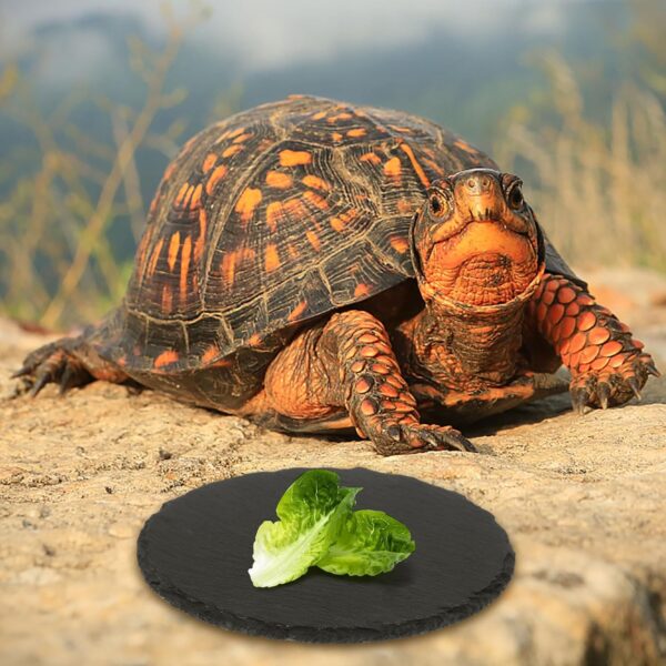 4 Pcs Reptile Basking Platform Tortoise Rock Plate Slate Reptile Basking Platform Feeding Dish Natural Rock Bathing Resting Platform for Turtle Lizard Bearded Dragon Gecko Snake Habitat Decor - Image 4