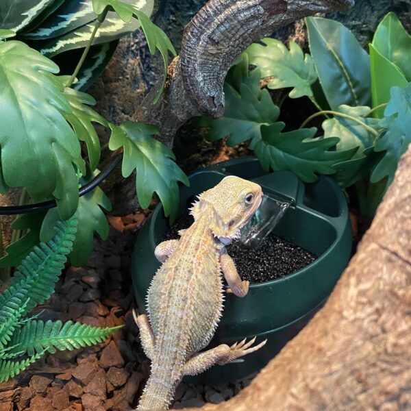 NEPTONION Reptile Chameleon Cantina with Snacks Trough, Drinking Fountain Water Dripper for Amphibians Insects Lizard Turtle Snake Spider Frog Gecko, Comes with Two Pumps (One for Replacement) - Image 6
