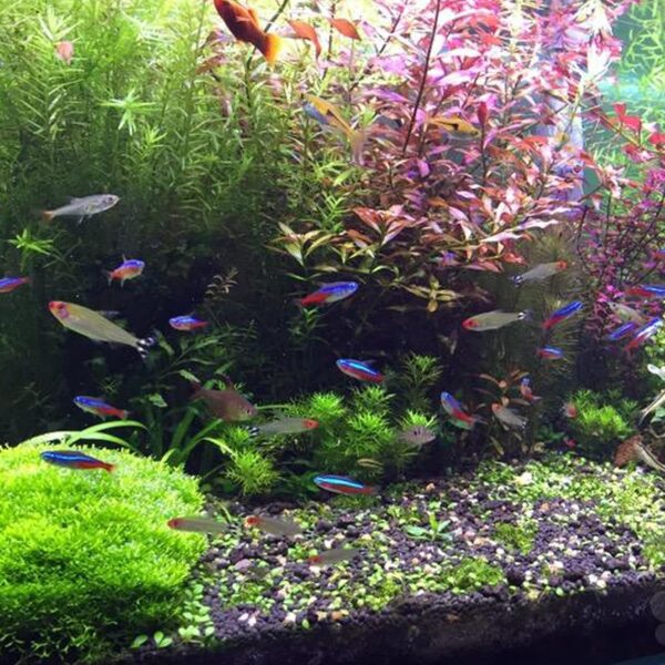 Taasmoog Artificial Fish Tank Plants - 13 Pack Aquarium Plants - Simulation of Aquatic Plants for Fish Tank - Artificial Plastic Water Plants for Home and Office - Multiple Colors - Image 6
