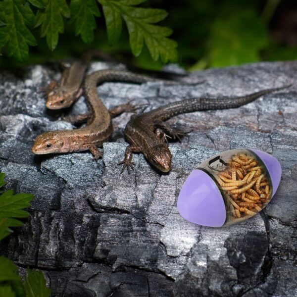 Bearded Dragon Toy, Reptile Toys Lizard Enrichment Toys Bearded Dragon Feeding Toys Reptile Enrichment toy For Lizards Bearded Dragons Geckos Small Reptiles (Purple) - Image 6