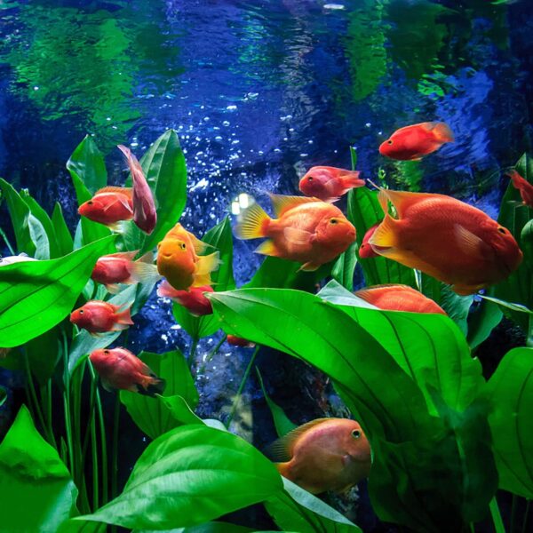 E.YOMOQGG Large Aquarium Aquatic Plants Decoration, Fish Tank Plants 21.5 inch Tall Large Green Plastic Artificial Plant Wild Bush Reeds for Aquarium Fish Tank Aquatic Greenery Decor Decoration (D) - Image 7