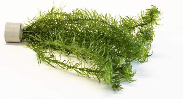 Lincolnshire Pond Plants Ltd Egeria Najas - Live Aquarium Plants - Aquarium, fish tank, live plants for aquascaping, mosses, fern, tropical aquatic plants. - Image 2