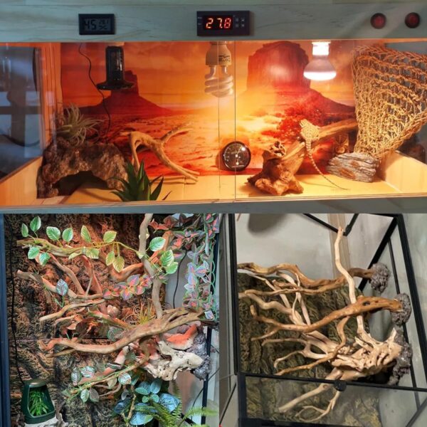 BNOSDM 2PCS Reptile Wood Branches Decor Lizard Habitat Decoration Snake Climbing Branch Accessories Terrarium Tree Trunk Ornament for Bearded Dragon Gecko Frog Chameleon Spider - Image 5