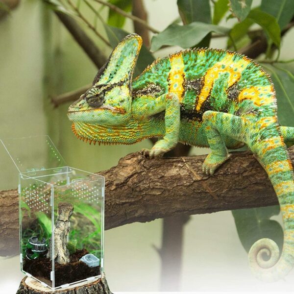 yingd Terrarium Kit, Reptile Breeding Box, Stick Insect Enclosure, Tarantula Enclosure, Transparent Reptile Feeding Box for Spide, Lizard, Scorpion, Mantis, Geckos, Beetle, Crickets (12x12x20cm) - Image 4