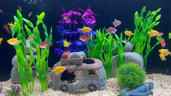 BEGONDIS Camper Van Tourer with 8 Pcs Plastic Plant Set Artificial Polyresin Aquarium Ornament Aquatic Model Decoration Fish Tank Marine Decor Ornaments (Car) - Image 5