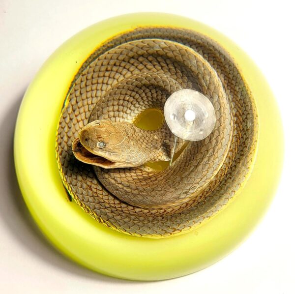 Chinese Water Snake Encased in Glow in The Dark Lucite Resin Dome 3.4" Paperweight Crafts Display Specimen Preserved Reptile Serpentes Taxidermy Collection for Biology Science Education Supplies - Image 7