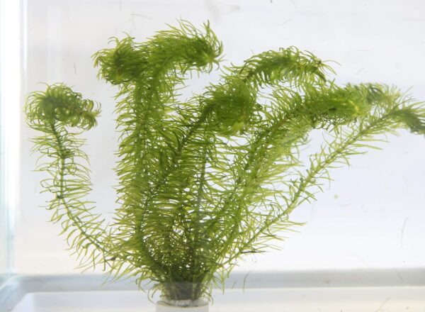 Lincolnshire Pond Plants Ltd Egeria Najas - Live Aquarium Plants - Aquarium, fish tank, live plants for aquascaping, mosses, fern, tropical aquatic plants. - Image 4