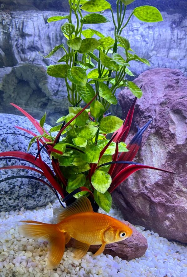 Tyrol - Artificial Aquarium Plant - Aquarium Decoration - Plastic Plant on Base - Lotus Indoor Plant - Easy Anchor at the Bottom of the Aquarium - Made in France - Image 4