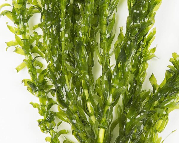 20 Stems x Oxygenating Weed Live Pond Plant ELODEA DENSA - Also Aquarium Aquatic Plants - Image 3