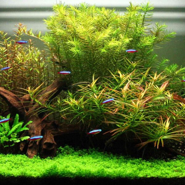 SENZEAL 10PCS Aquarium Plants Mesh Fish Tank Stainless Steel Moss Net Wire Floor Decor for Fish Tank - Image 8