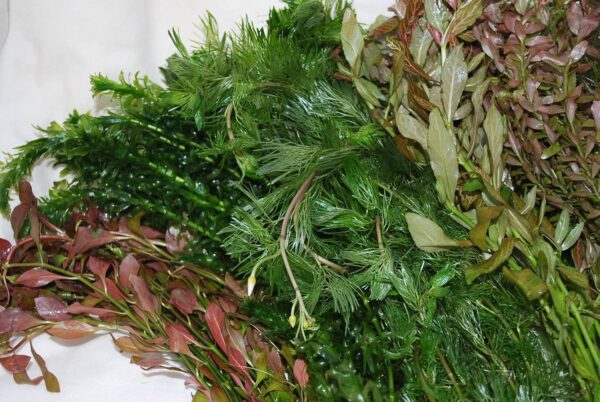 Biotope Aquatics Ltd - Live Aquarium Plants - Collection of Aquatic Plants for Your Fish Tank (25 Plant Pack) - Image 3