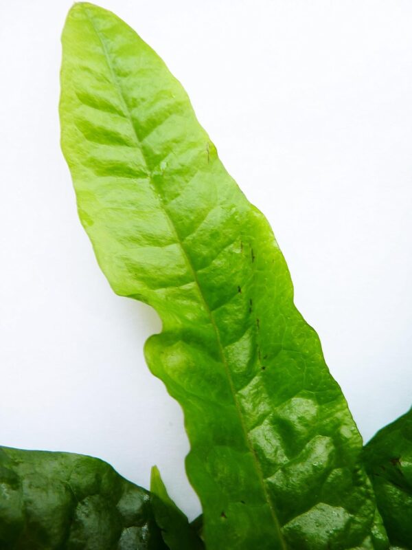 Aquarium Live Plants, Various Fish Tank"Living" Plant decoration (Java Fern Double) - Image 4
