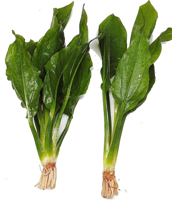 2 x Echinodorus Bleheri Live Aquarium Plant Amazon Sword - Image 6