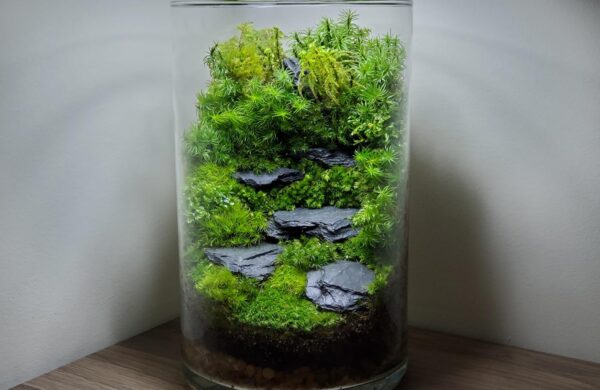 Natural Black Slate - 3 to 5 Inches Stones. for Aquascaping Aquariums, Terrariums, Paludariums, Nano Tanks, Reptile Enclosures and Miniature Gardens | USA Family Owned (12 pounds) - Image 6