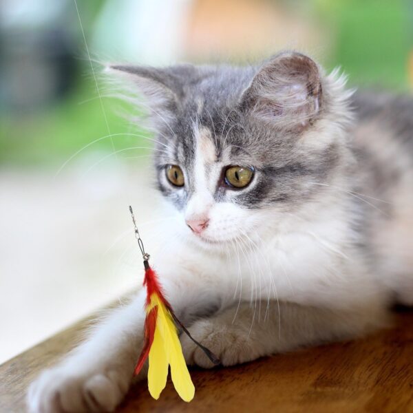 Pawaboo Feather Teaser Cat Toy, 7PCS Extensible Interactive Feather Wand Cat Toy Flying Feather Cat Catcher with Extra Long 38.6" Wand and Small Bell, Fun Exerciser Playing Toy, Colorful Stripes - Image 7
