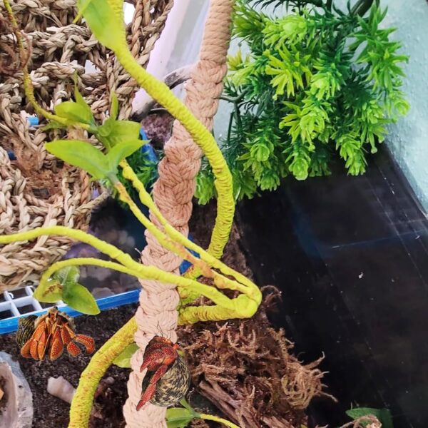 2 Pack 25.6" Hermit Crab Climbing Toys, Hanging Hermit Crab Rope Ladder, Hermit Crab Supplies, Reptile Vines Toys, Reptile Tank Terrarium Accessories, Habitat Decor for Leopard - Image 2