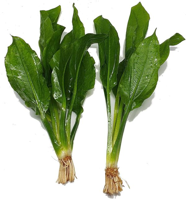 2 x Echinodorus Bleheri Live Aquarium Plant Amazon Sword - Image 4