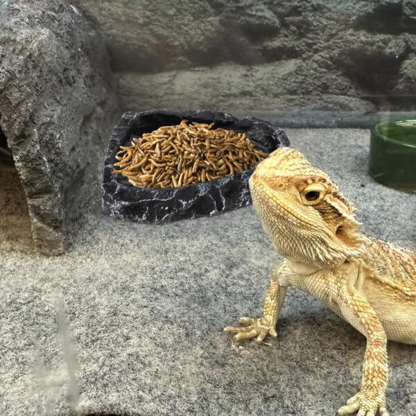 Frcctre 4 Pack Reptile Food Dish Bowl, Reptile Feeding Dish Water Bowl, Amphibian Reptile Breadworm Feeding Terrarium Bowl for Leopard Gecko Lizard Tortoise Frog Bearded Dragon Chameleon - Image 6