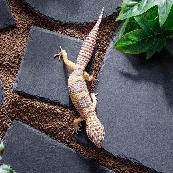 Lezevn 2Pcs Slate Reptile Basking Platform Tortoise Rock Plate Feeding Food Bowl Dish Feeding Slate Grinding Nail Landscape Habitat Decor - Image 4