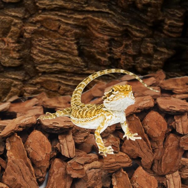 kathson Reptile Bark Bedding Snake Habitat Substrate Tortoise Beddings Natural Wood Chips Terrarium Supplies for Bearded Dragons Geckos Chameleons Lizards Frogs(About 500 Grams) - Image 6