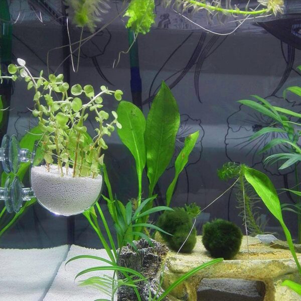 WEAVERBIRD Glass Plant Pot Aquarium with 2 Suction Cups,1Pcs Aquarium Planter Holder Cup Pot,Small Terrarium,Aquarium Mini Glass Vase for Hydroponic Plant for Fish/Shrimp Feeding Fish Tank Decor - Image 6