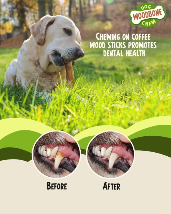 Woodbone Olive Wood and Coffee Wood Dog Chew Stick for Small Dogs - Natural Dental Chewing Toy - Bundle of 2 Size S - Image 4