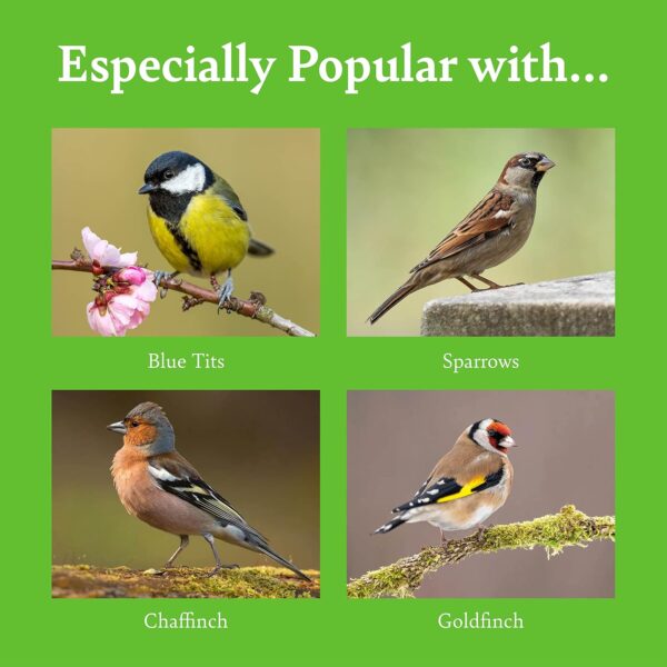 Vegan Suet Cakes for Wild Birds - with Peanuts, Ground Oats, and Rapeseed, High in Energy and Protein, Great for Suet Feeders and Bird Tables (10) - RSPB - Image 4