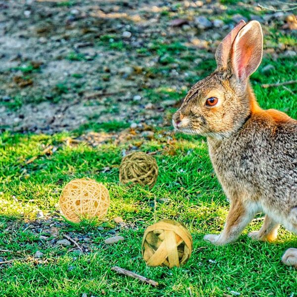 Episkey 9 Pcs Rabbit Toys, Rabbit Treats Guinea Pig toys Small Pets Chew Balls Grass Balls Natural Toys for Rabbits Chinchilla Bunnies Gerbils and Hamster (2.75-3.15", 9 Pcs) - Image 6