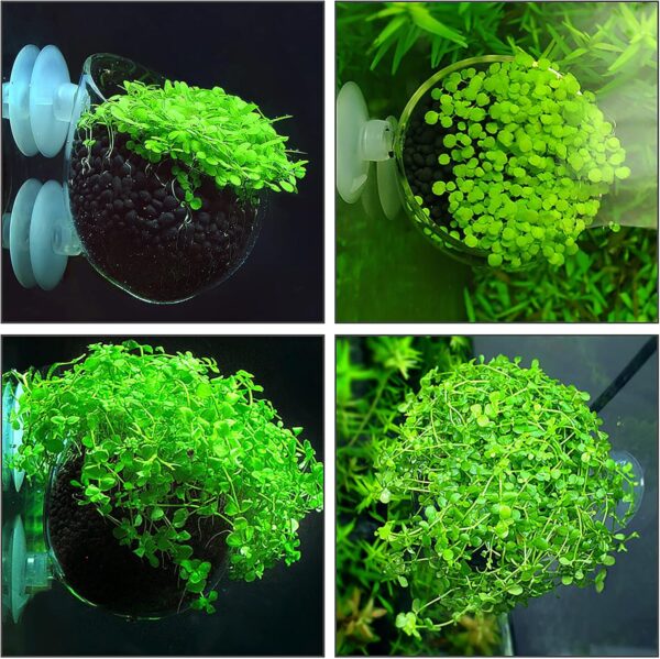 WEAVERBIRD Glass Plant Pot Aquarium with 2 Suction Cups,1Pcs Aquarium Planter Holder Cup Pot,Small Terrarium,Aquarium Mini Glass Vase for Hydroponic Plant for Fish/Shrimp Feeding Fish Tank Decor - Image 4