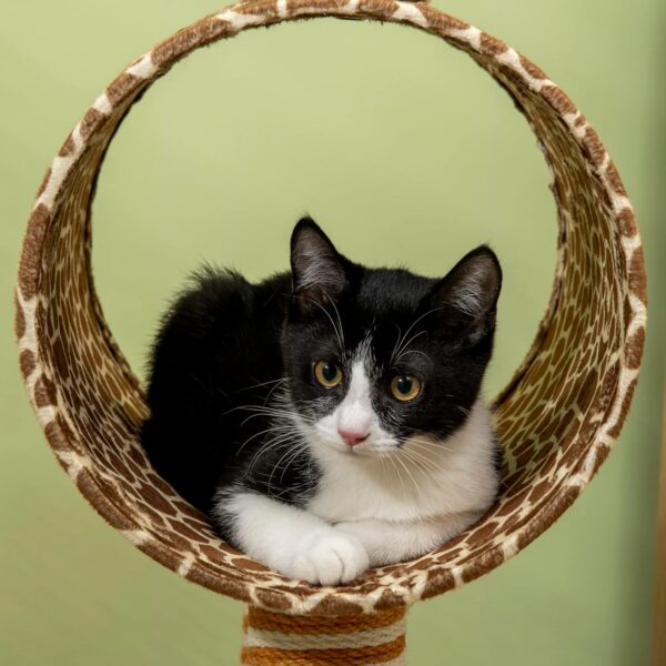 PawHut Cat Tree for Indoor Cats Cute Giraffe Kitten Play Tower w/Scratching Posts, Tunnel, Toy Ball, 48.5 x 34.5 x 101cm - Beige - Image 9