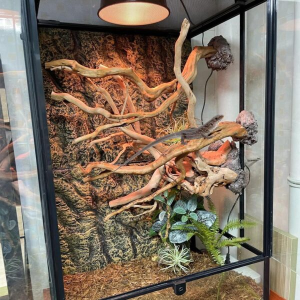 BNOSDM 2PCS Reptile Wood Branches Decor Lizard Habitat Decoration Snake Climbing Branch Accessories Terrarium Tree Trunk Ornament for Bearded Dragon Gecko Frog Chameleon Spider - Image 6