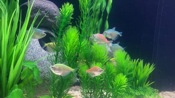BEGONDIS 18Pcs Artificial Aquarium All Green Plants Set, Artificial Plastic Plants Fake Aquatic Plants Artificial Fish Tank Plants for Aquarium Decorations - Image 7