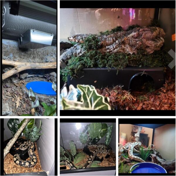 SDZGQPET Amypet Different Size Reptile Use Hide Cave for Snakes,Reptiles, Ball Pythons Durable Material Easy to Clean(XXL) - Image 2