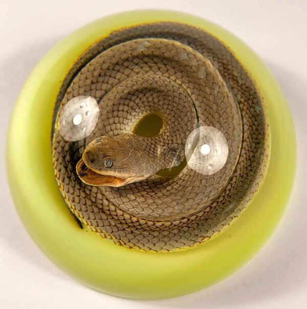 Chinese Water Snake Encased in Glow in The Dark Lucite Resin Dome 3.4" Paperweight Crafts Display Specimen Preserved Reptile Serpentes Taxidermy Collection for Biology Science Education Supplies - Image 2